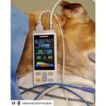 veterinary Vital Sign Monitor